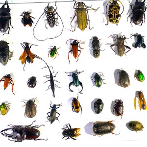 Assorted tropical insect lot taxidermy