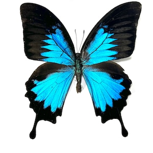 blue black butterfly Papilio Ulysses butterfly Indonesia home decor