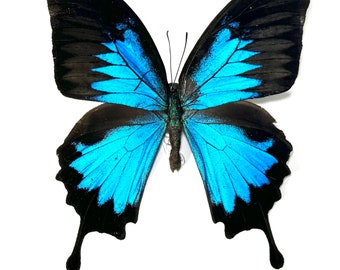 blue black butterfly Papilio Ulysses butterfly Indonesia home decor