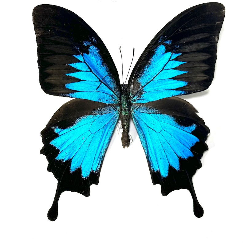 Puede incluir: Un esp&eacute;cimen de mariposa Papilio Ulysses con vibrantes alas azules y negras. Las alas de la mariposa son una llamativa combinaci&oacute;n de turquesa brillante y negro intenso, con patrones intrincados. El insecto se muestra sobre un fondo blanco liso.