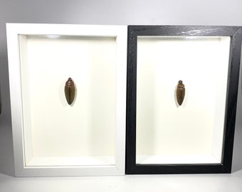 Framed green Buprestidae beetle home decor Indonesia