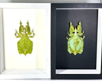 Framed green leaf insect Phyllium bioculatum taxidermy home decor Indonesia