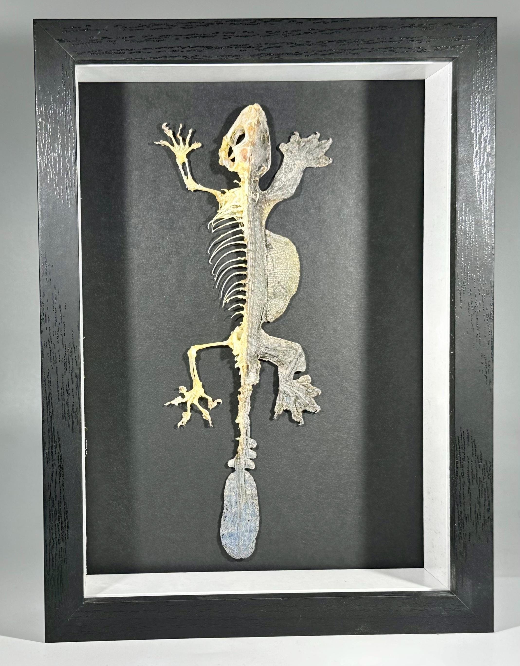 Framed gray skeleton Ptychozoon kuhli flying gecko home decor Indonesia