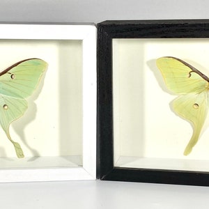 Framed craft grade green Actias luna moth home decor North America
