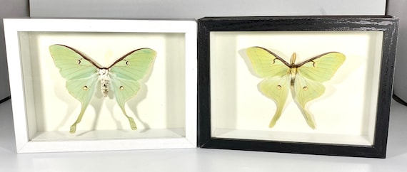 Framed craft grade green Actias luna moth home decor North America