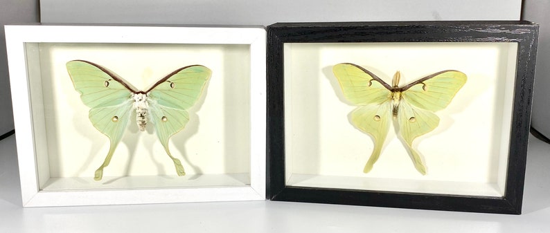Framed craft grade green Actias luna moth home decor North America image 1