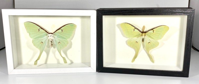 May include: Two framed Luna moth specimens, one in a white frame and one in a black frame. Both moths are displayed with their wings spread open, showcasing their green and white coloration.
