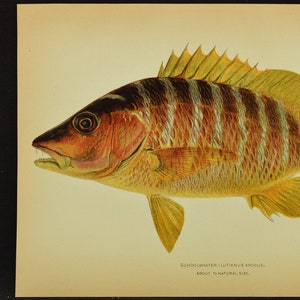 May include: A detailed illustration of a Schoolmaster fish, also known as Lutjanus apodus. The fish is depicted in profile, with its body colored in shades of red, orange, and yellow, and its fins are a bright yellow. The fish has a distinctive striped pattern on its body, with alternating bands of red and white. The illustration is labeled "Schoolmaster, Lutjanus apodus. About 1/2 natural size."