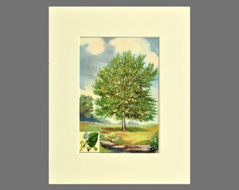1926 Vintage TREES /"BLACK WALNUT/" GORGEOUS COLOR Art Print Lithograph