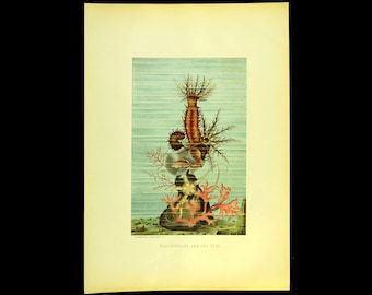 ca 1885 Antique Sea Life Lithograph Print Ocean Sea Life Sea Cucumber Starfish Sea Star