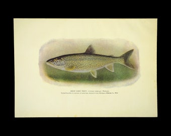 ca 1904 Antique Fish Lithograph Print Lake Trout Great Lakes