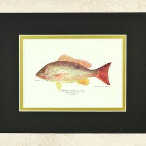 Vintage Red Snapper Print Fish Wall Art Frameable Fishing Decor Spotted Rose