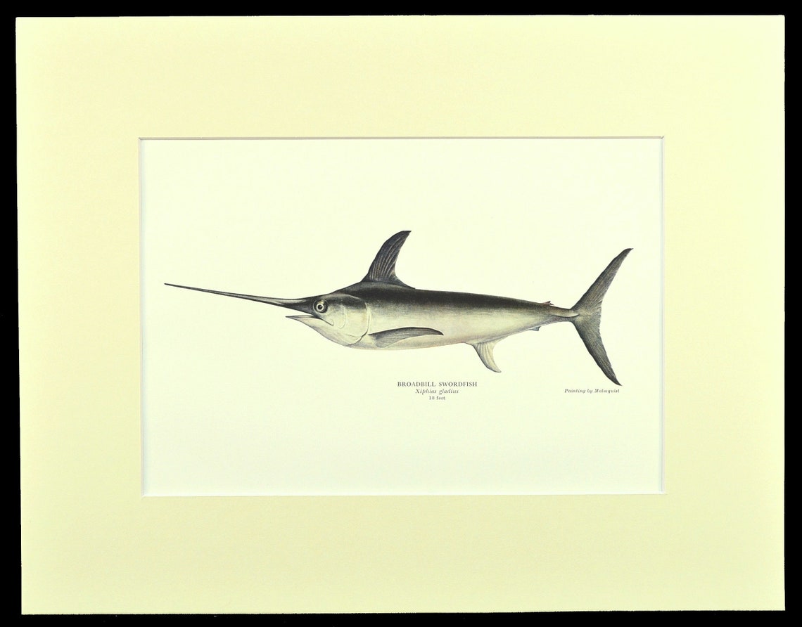 Matted Swordfish Print Mekajiki Print Broadbills Shutome Etsy