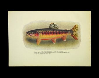 ca 1904 Antique Fish Lithograph Print Golden Trout Soda Spring Creek Sequoia National Forest