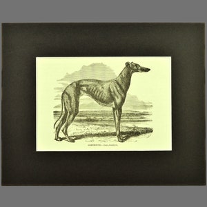 Greyhound Dog Print Antique Matted Dog Wall Art Decor Mens Gift For Him Animal