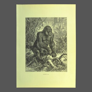 Gorilla Cutting Board, Engraved Style Drawing of Old Monkey