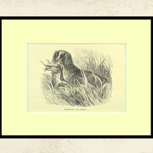 Retriever Dog Print Antique Matted Dog Wall Art Decor Water Spaniel Hunting Animal
