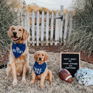 Big Brother or Big Sister Over The Collar Dog Bandana, Cute Pregnancy Announcement Idea with Dogs, Tails Up Pup Royal Blue