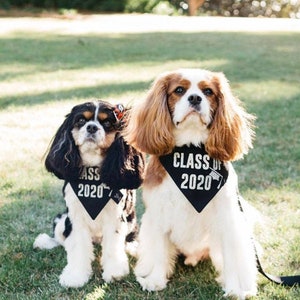 May include: Two Cavalier King Charles Spaniels wearing black bandanas with the text "Class of 2020" on a grassy lawn.