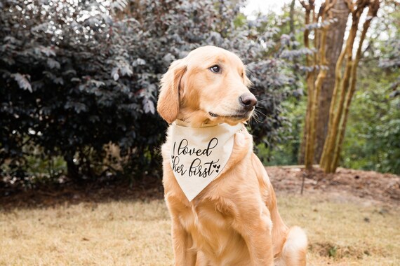 Over the Collar Free Shipping Dog of Honor with Ring Canvas Dog Bandana