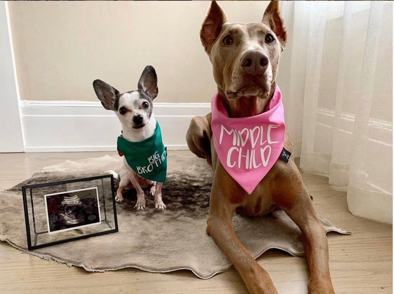 Big Brother or Big Sister Over The Collar Dog Bandana, Cute Pregnancy Announcement Idea with Dogs, Tails Up Pup image 8