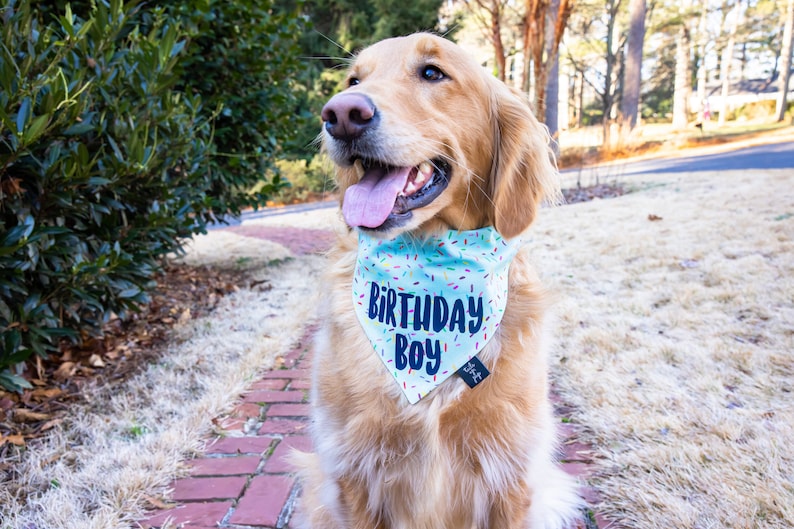 May include: A golden retriever dog wearing a light blue bandana with colorful sprinkles and the text "Birthday Boy".