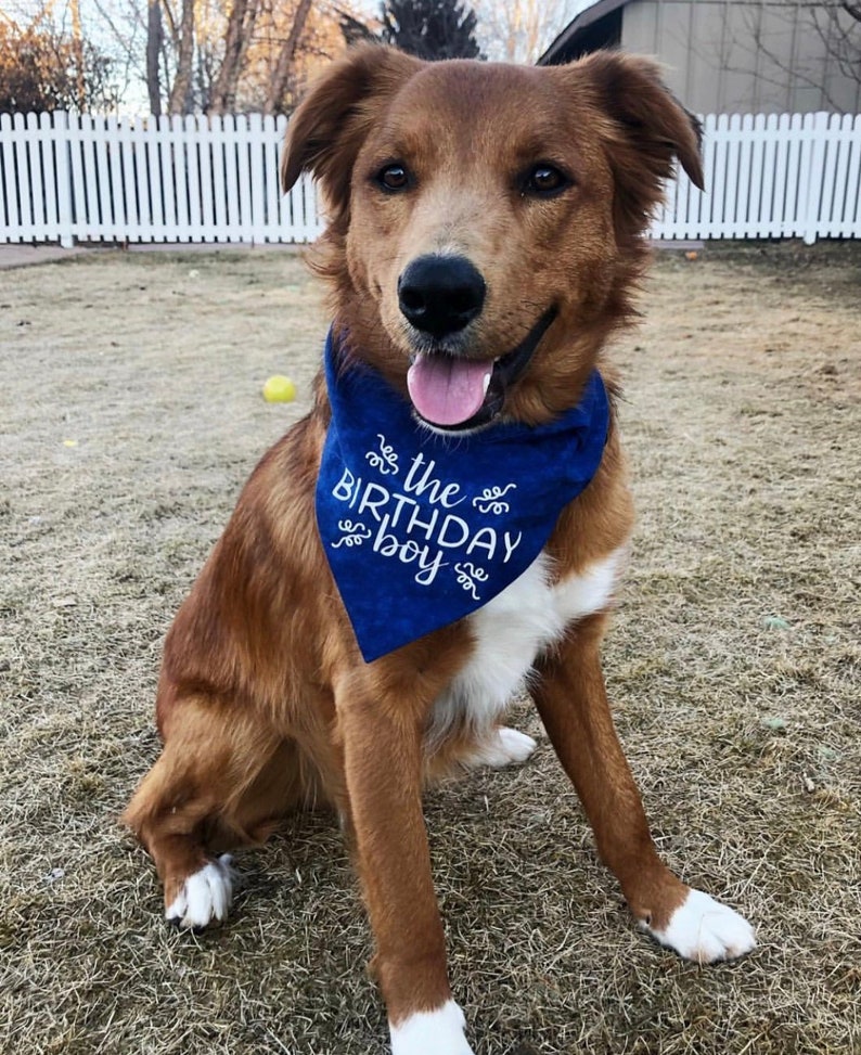 birthday girl bandana dog