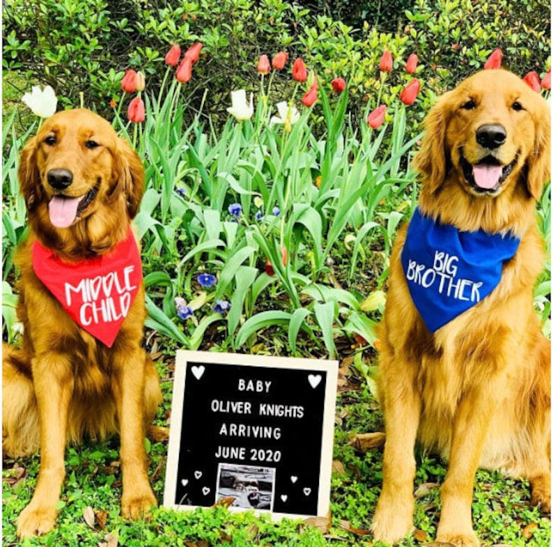 Big Brother or Big Sister Over The Collar Dog Bandana, Cute Pregnancy Announcement Idea with Dogs, Tails Up Pup image 3