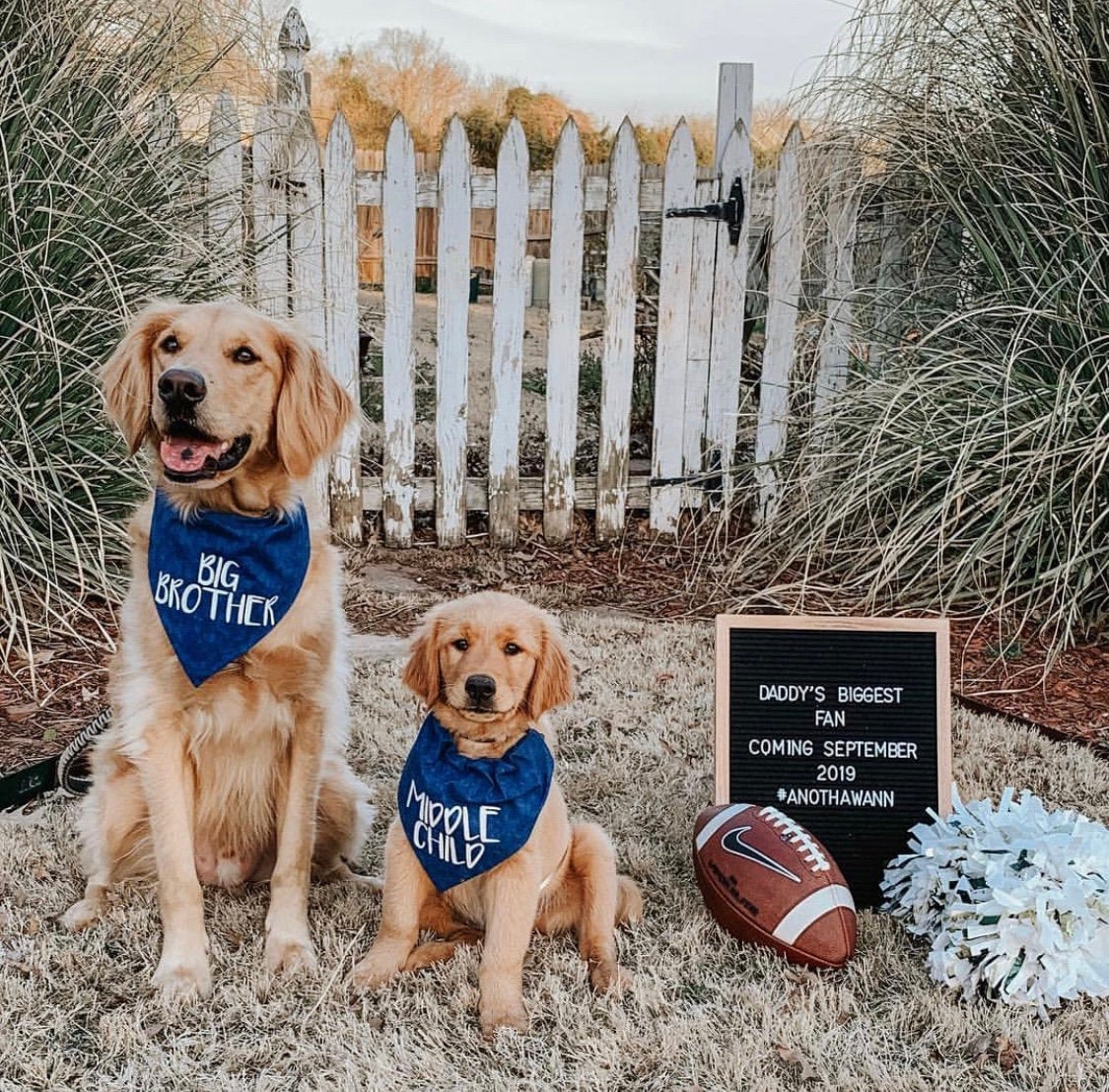 do dogs know they are brother and sister