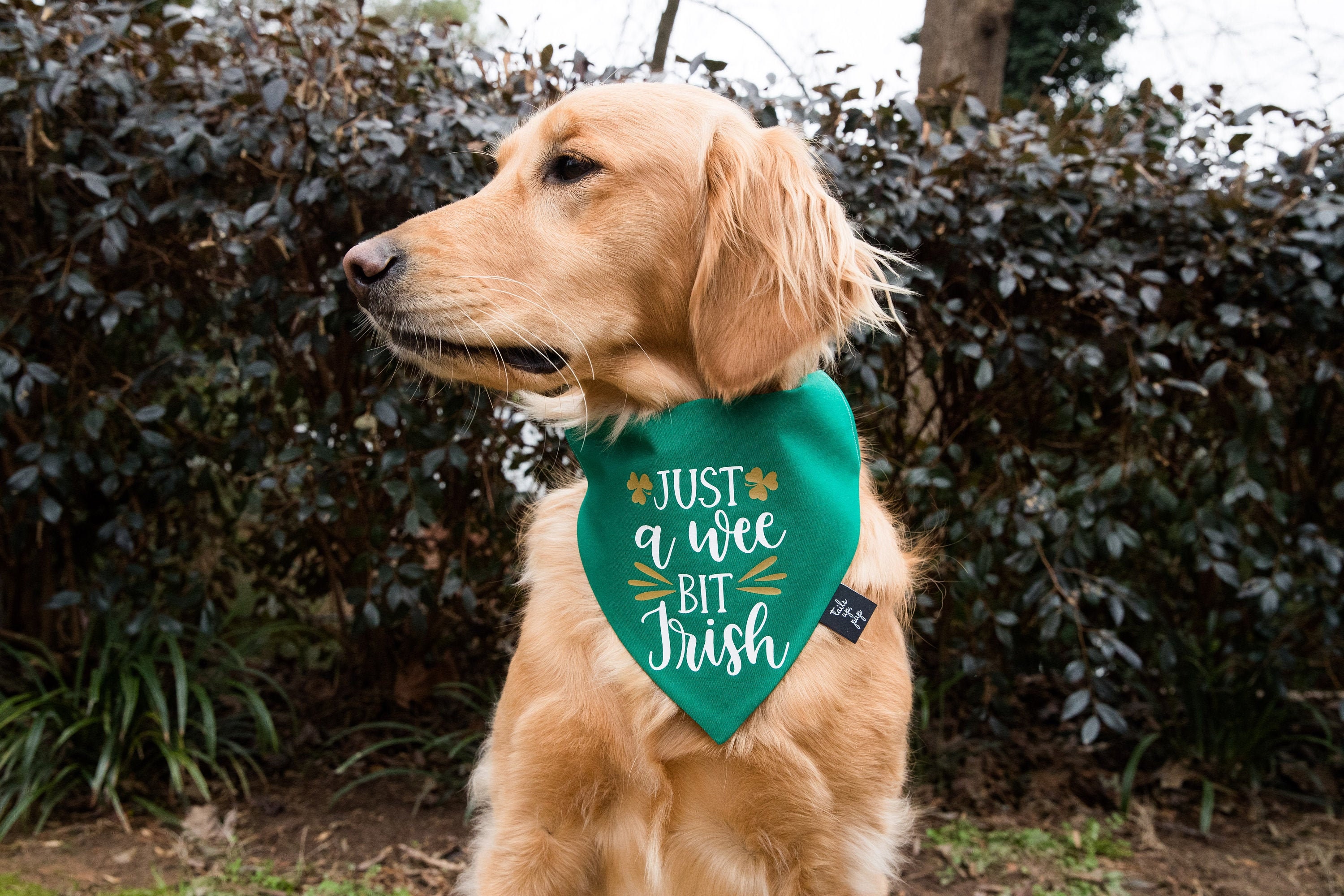 Green Irish Over The Collar Dog Bandana by Tails Up Pup St. Etsy
