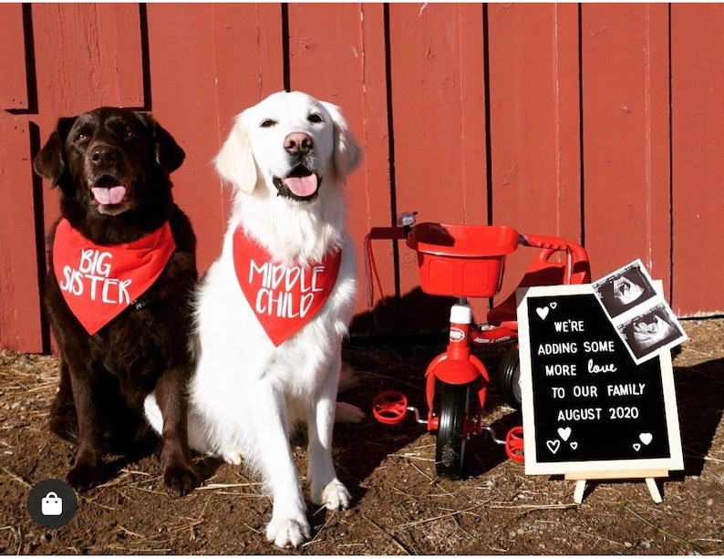 Big Brother or Big Sister Over The Collar Dog Bandana, Cute Pregnancy Announcement Idea with Dogs, Tails Up Pup Red