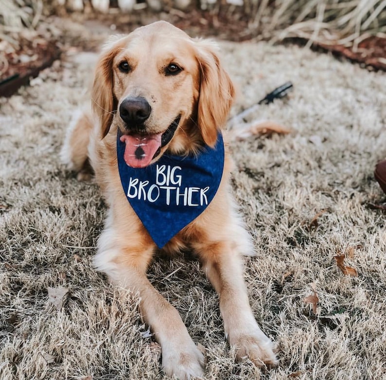 Big Brother or Big Sister Over The Collar Dog Bandana, Cute Pregnancy Announcement Idea with Dogs, Tails Up Pup image 9