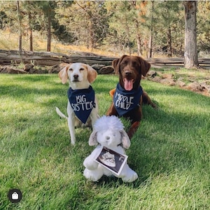 Big Brother or Big Sister Over The Collar Dog Bandana, Cute Pregnancy Announcement Idea with Dogs, Tails Up Pup Navy