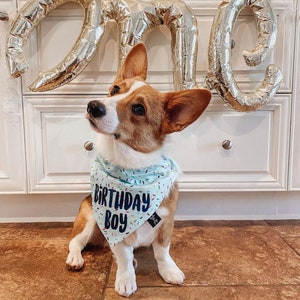 May include: A brown and white dog wearing a blue bandana with white sprinkles and the text "Birthday Boy". The dog is sitting in front of a white wall with gold foil balloons that spell out "one".