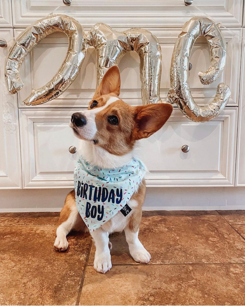 May include: A brown and white dog wearing a blue bandana with white sprinkles and the text "Birthday Boy". The dog is sitting in front of a white wall with gold foil balloons that spell out "one".