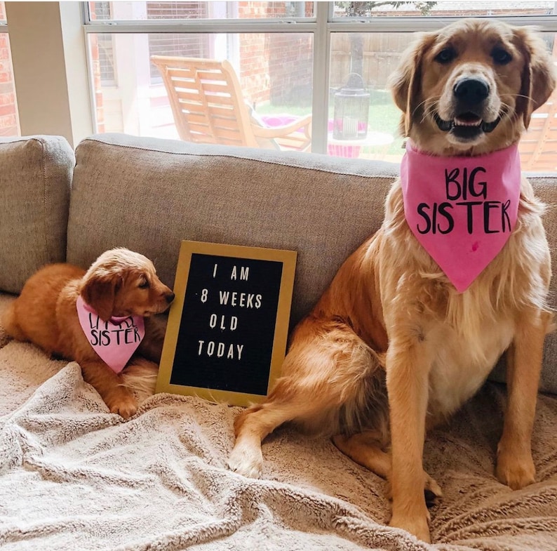 Big Brother or Big Sister Over The Collar Dog Bandana, Cute Pregnancy Announcement Idea with Dogs, Tails Up Pup image 6