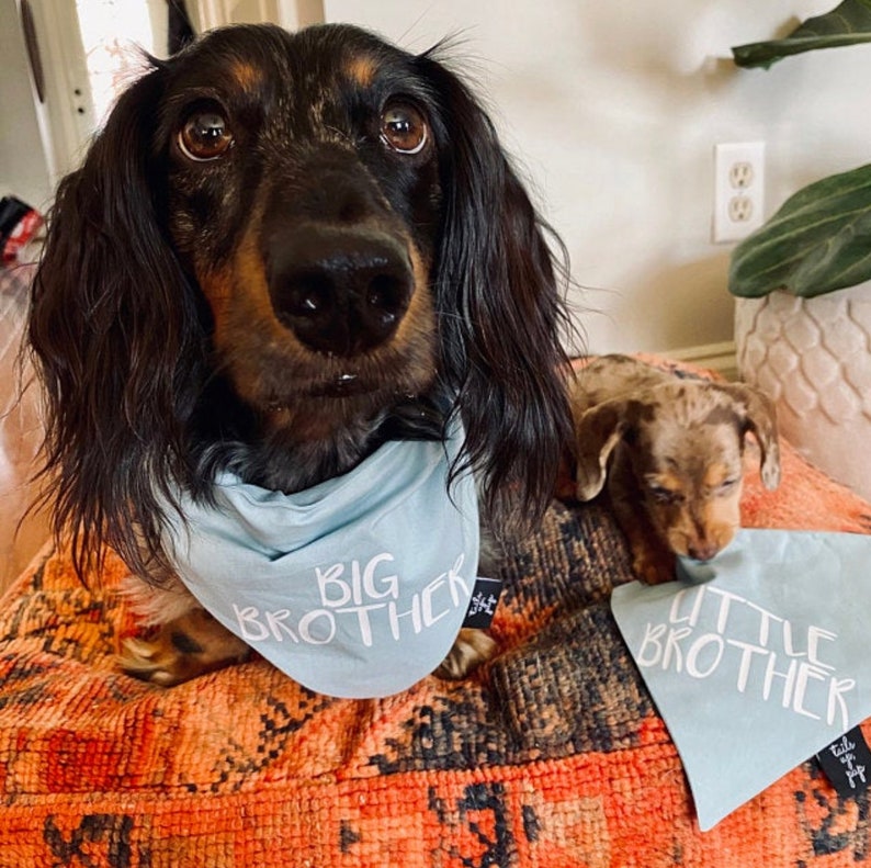 Big Brother or Big Sister Over The Collar Dog Bandana, Cute Pregnancy Announcement Idea with Dogs, Tails Up Pup Dusty Blue