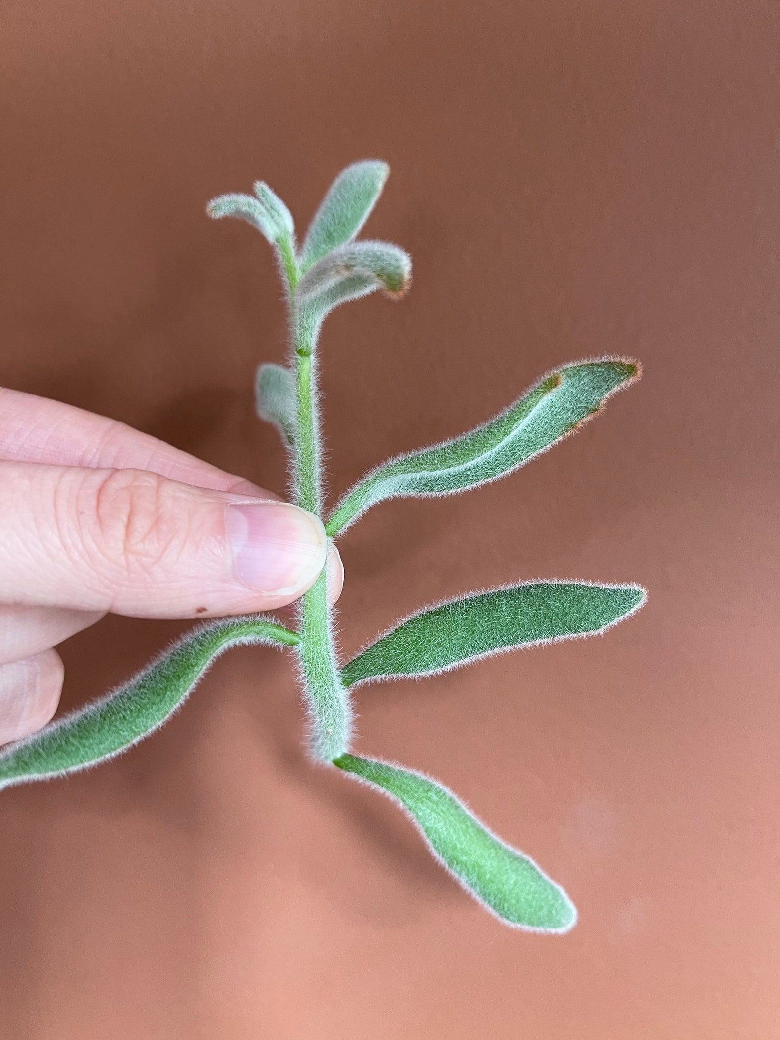 Panda paw succulent Etsy