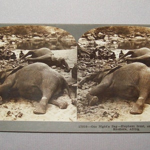 Antique Vtg 1910s Dead Elephants One Nights Bag Africa Stereoview Photo Card
