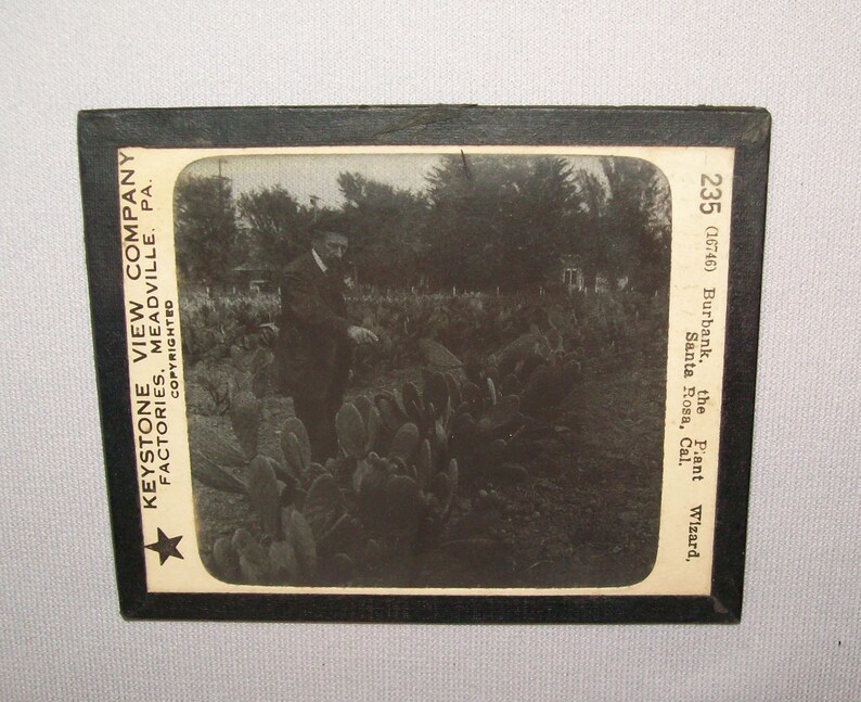 Old Antique Vtg Ca 1900s Burbank the Plant Wizard Santa Rosa Cal Glass Slide