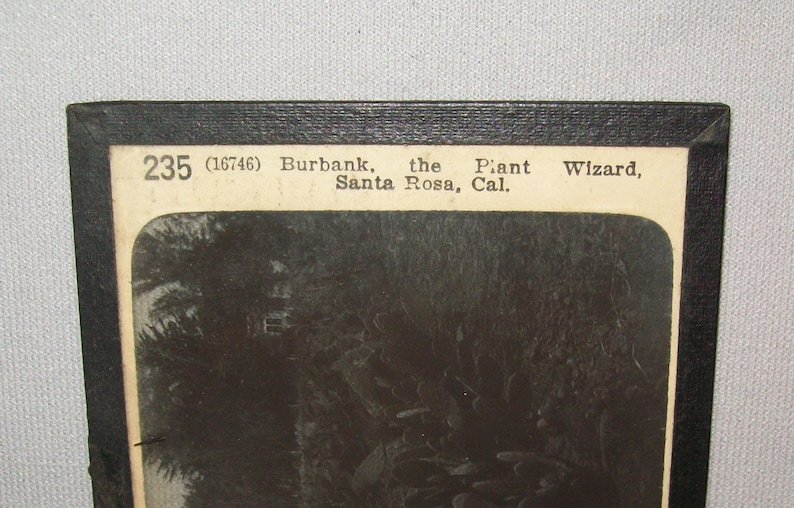 Old Antique Vtg Ca 1900s Burbank the Plant Wizard Santa Rosa Cal Glass Slide