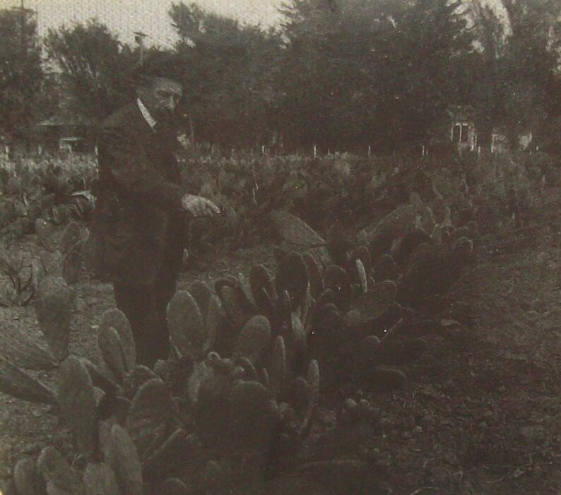 Old Antique Vtg Ca 1900s Burbank the Plant Wizard Santa Rosa Cal Glass Slide