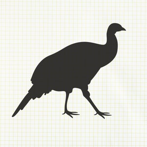 May include: Black silhouette of a bird with a long neck and a long tail. The bird is walking on a white background.