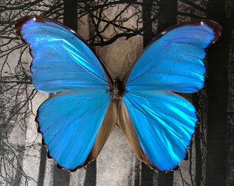 Puede incluir: Un gran ejemplar de mariposa Morpho azul iridiscente montado sobre un fondo blanco y negro de una escena de bosque.