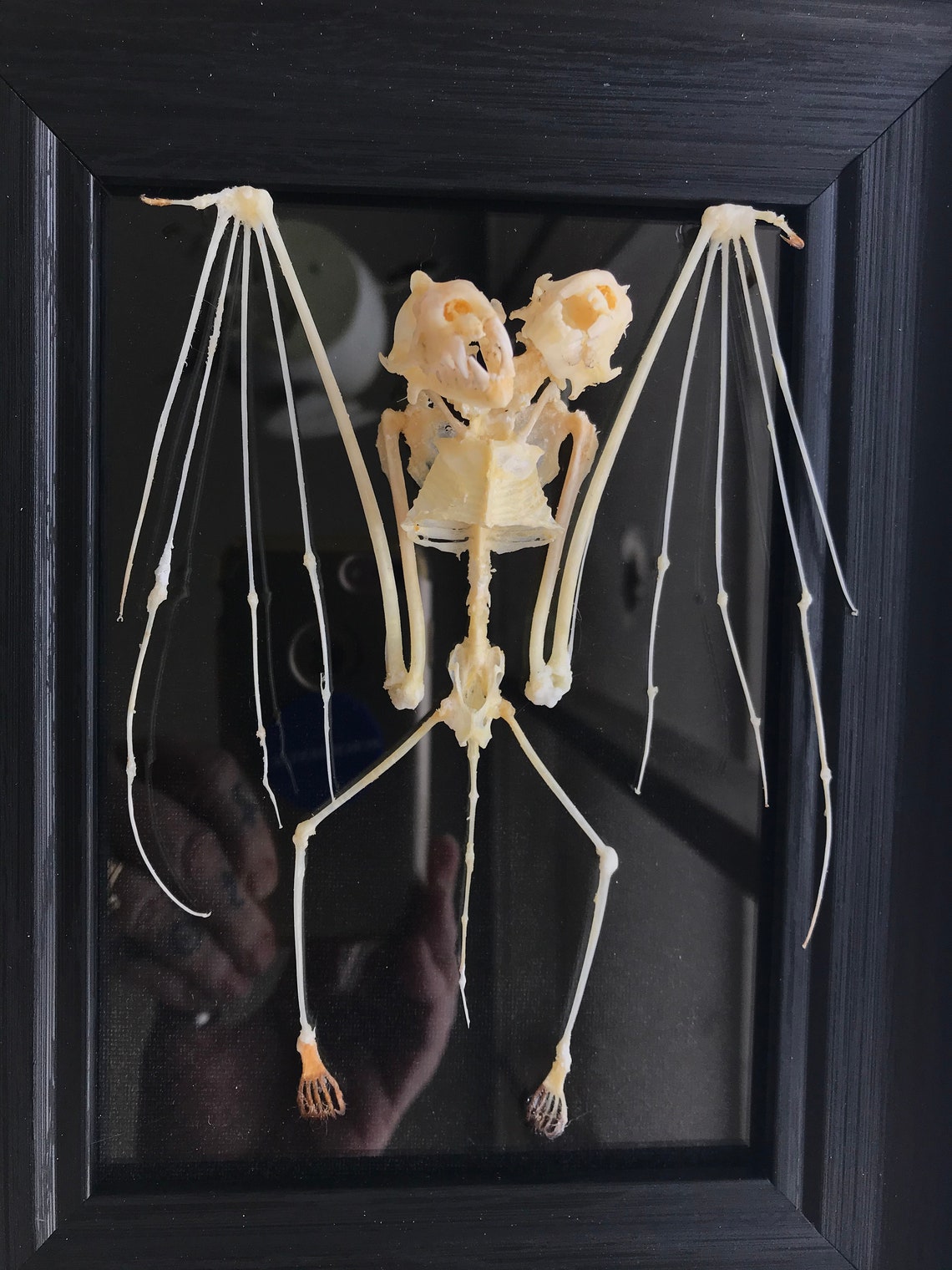 Real 2 Headed Bat Bone Full Skeleton Gaff Taxidermy 3D Framed Etsy