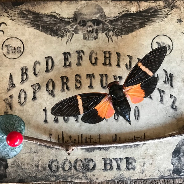 Real Cicada Taxidermy Framed Shadowbox Display Entomology Art Totem Spirit Animal Ouija Board Print Background 5x7