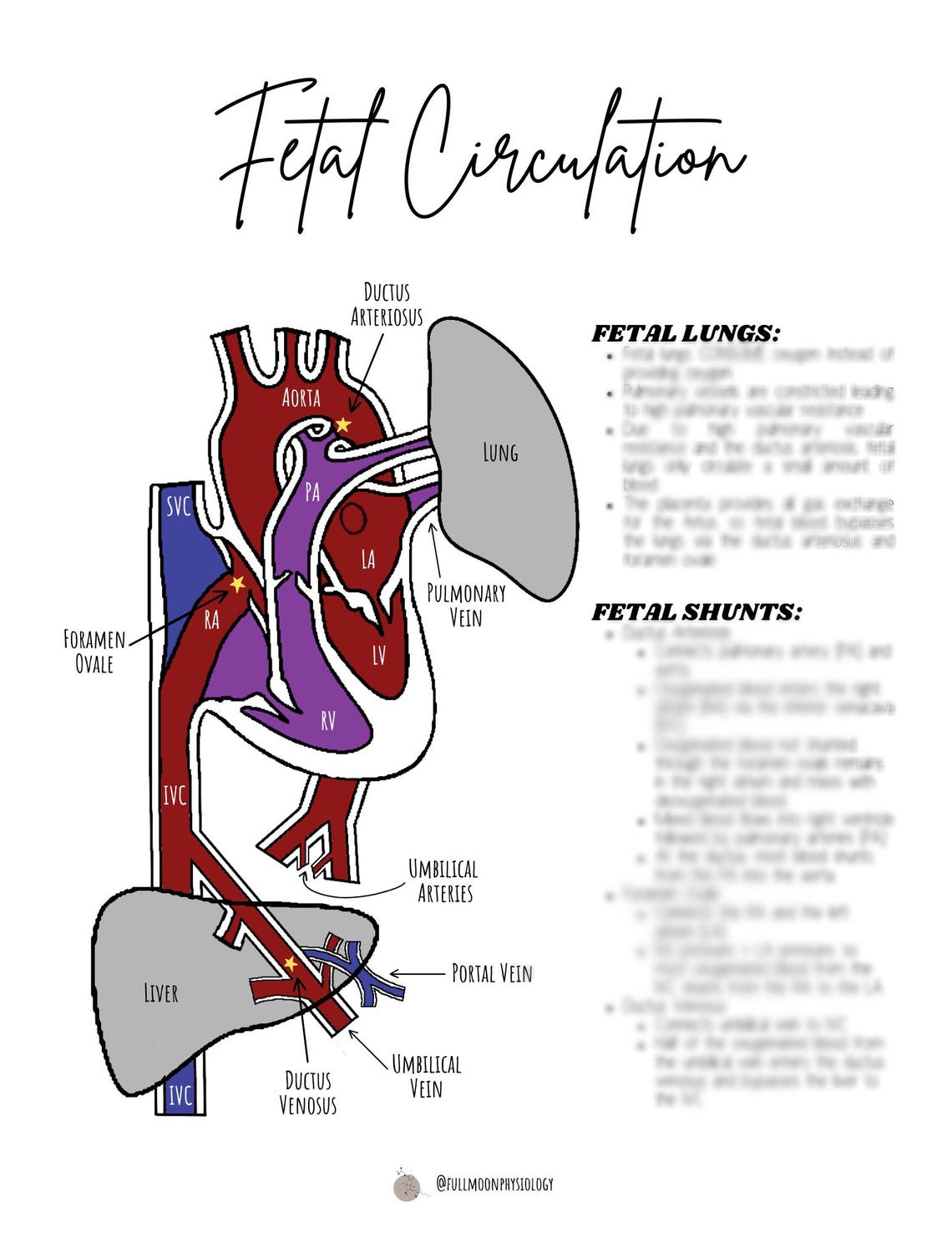 NICU Nursing Notes: PPHN Package (fetal Circulation, Transition to ...