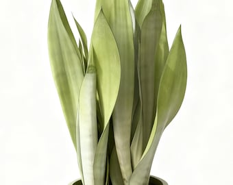 Sansevieria trifasciata 'Moonshine' Snake Plant Mother in Law’s Tongue Succulent