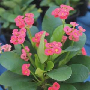Red Crown Of Thorns Plant, Cactus, Succulent, Euphorbia Milii Imperatae, Live Rooted Plant