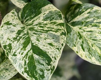 Marmorkönigin Pothos Epipremnum Aureum, selten, Weinreben-Efeu, bunt, weißes Laub